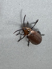 Poneridia semipullata