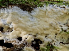 Vesiculomyces citrinus