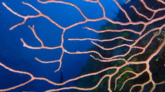 Iciligorgia schrammi