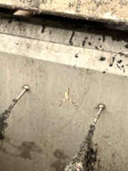 Latrodectus geometricus