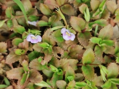 Bonnaya ruelloides