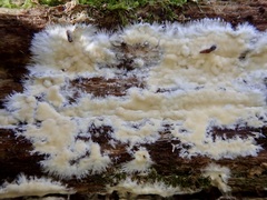 Vesiculomyces citrinus