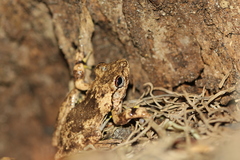 Litoria rothii