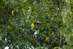 Ramphastos ambiguus