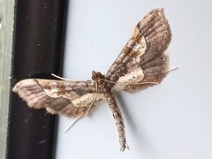 Hydriris ornatalis
