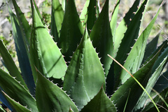 Agave gentryi