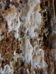 Leucogyrophana mollusca