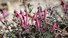 Scutellaria suffrutescens