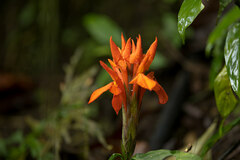 Aphelandra