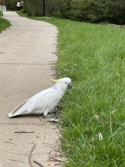 Cacatua galerita galerita