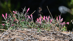 Scutellaria suffrutescens