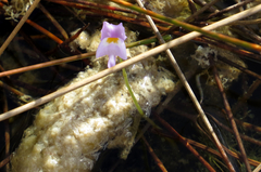 Utricularia purpurea
