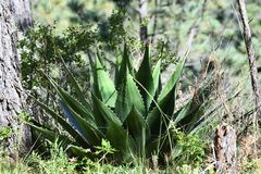 Agave gentryi