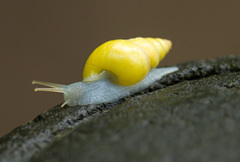Drymaeus sulphureus