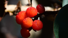 Arbutus