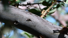 Arbutus