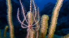 Crinoidea