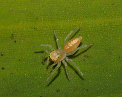 Epocilla