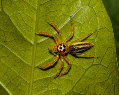 Telamonia