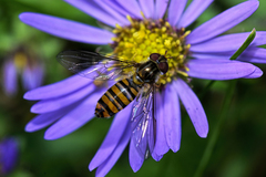 Episyrphus