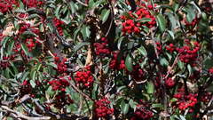 Arbutus