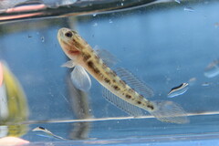 Microgobius gulosus