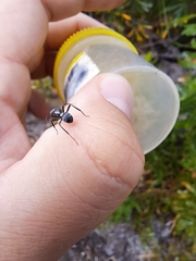 Polyrhachis daemeli