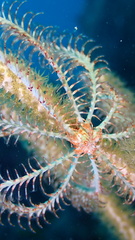 Crinoidea