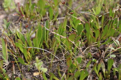 Selliera radicans