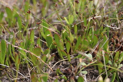 Selliera radicans