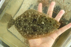 Paralichthys albigutta