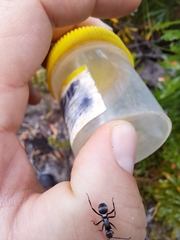 Polyrhachis daemeli