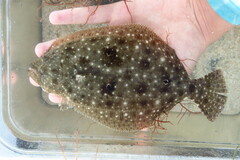 Paralichthys albigutta