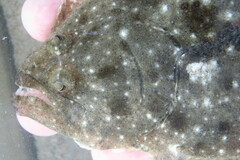 Paralichthys albigutta