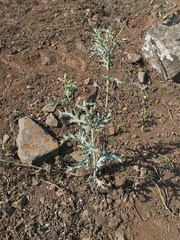 Argemone subfusiformis