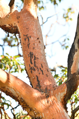 Arbutus