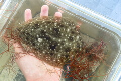 Paralichthys albigutta