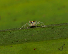 Epocilla
