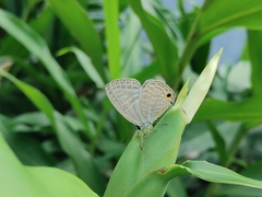 Jamides alecto dromicus