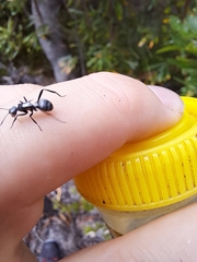 Polyrhachis daemeli