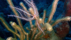 Crinoidea