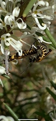 Chauliognathus flavipennis