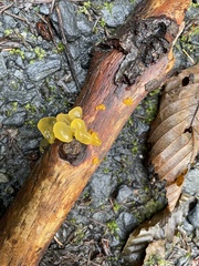 Dacrymyces capitatus