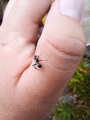 Polyrhachis daemeli