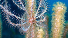 Crinoidea