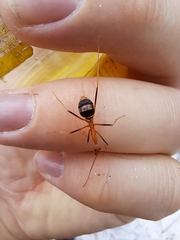 Leptomyrmex rufipes