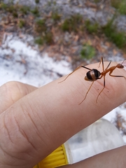 Leptomyrmex rufipes