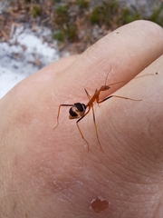 Leptomyrmex rufipes