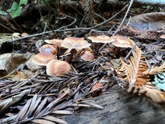 Gymnopus brassicolens