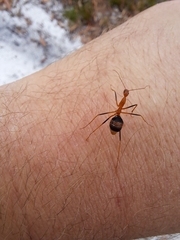 Leptomyrmex rufipes